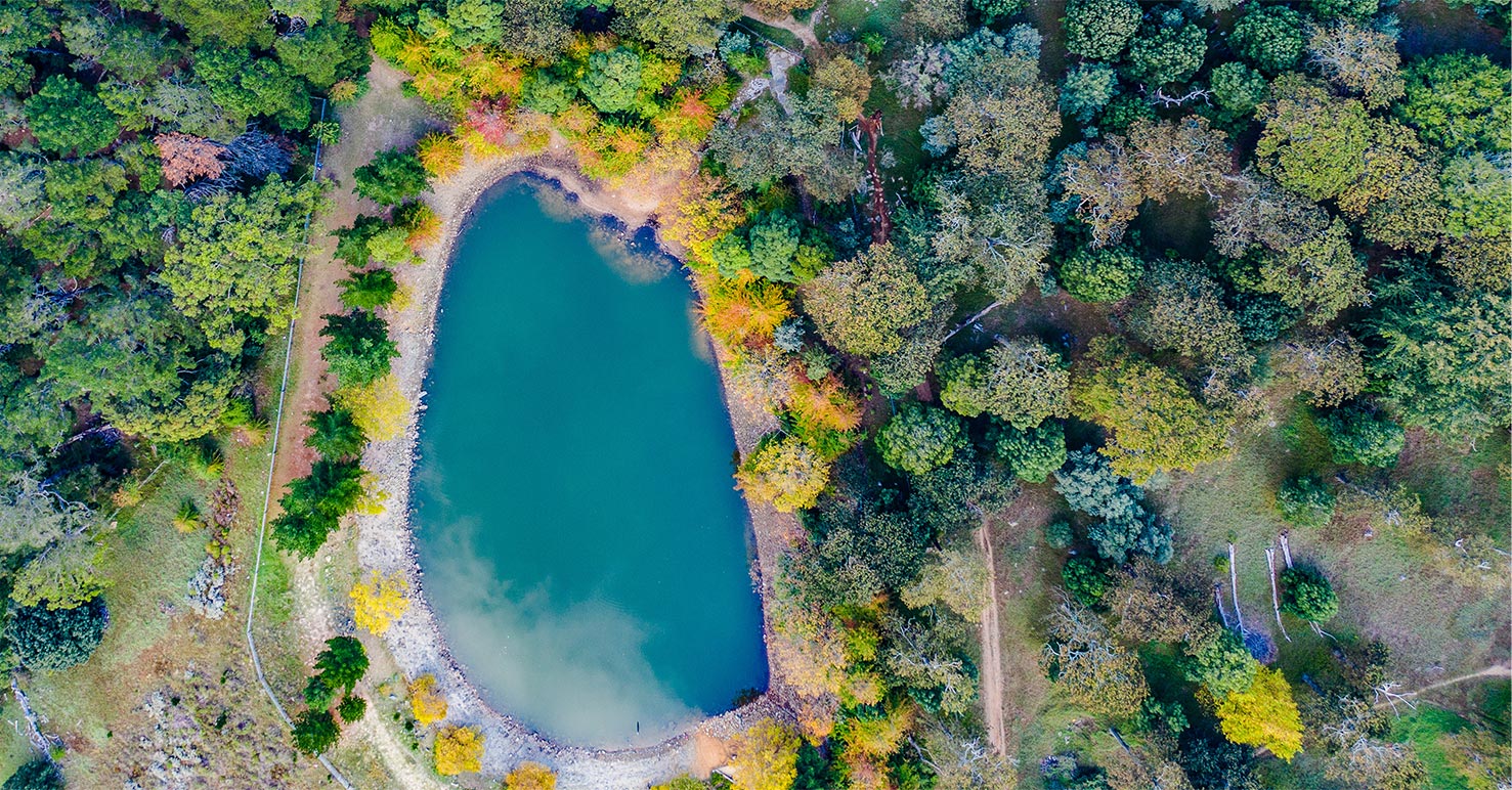 Commercial Video Services